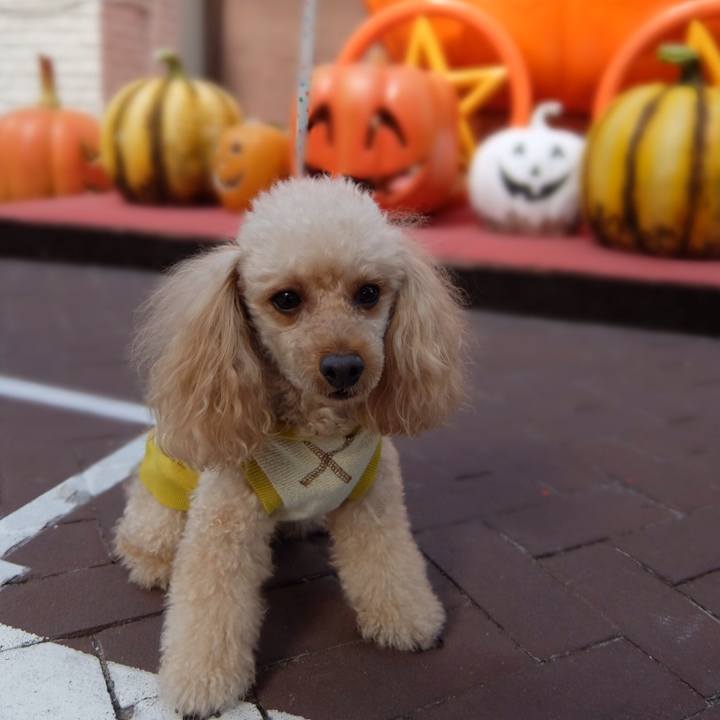 C6f76dfe 0677 4ad9 994a be5039783009 1604135112599