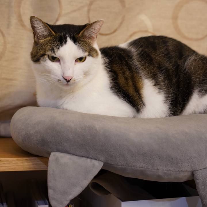 C6fe42f2 9d40 4db2 9b66 9b071b4b7db6 1572790995780