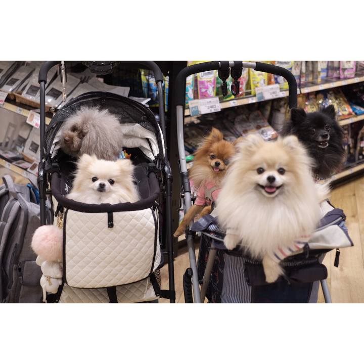 C6ff2945 6a50 4dab a918 e9bdb970f014 1512313714408