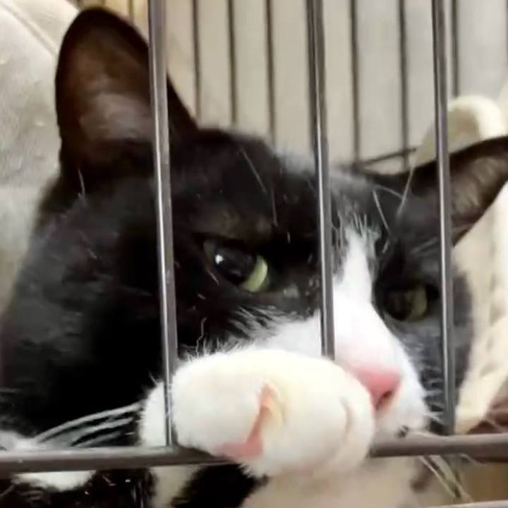 C700e681 4403 48d4 96a4 410cf627feeb 1742434886044