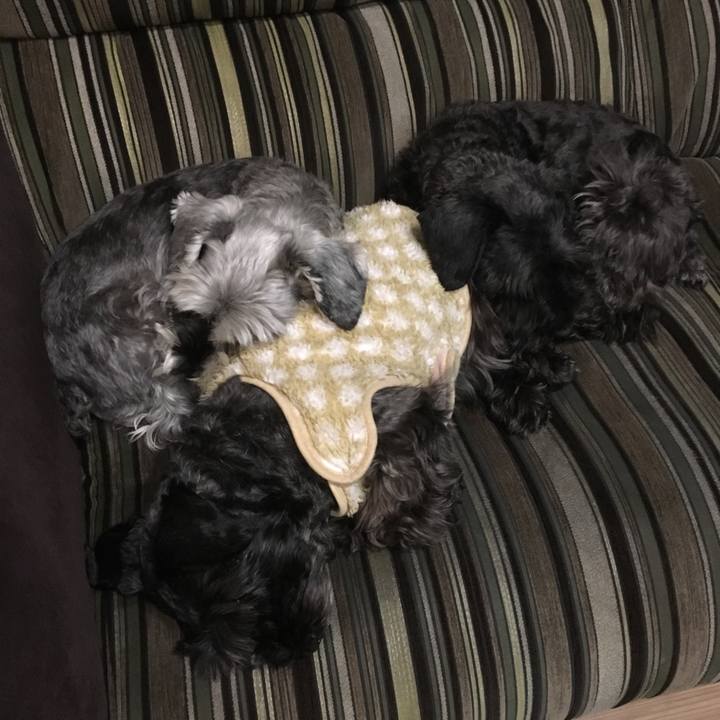 C70206b5 a388 4993 80d3 44944b4219e5 1511772401284