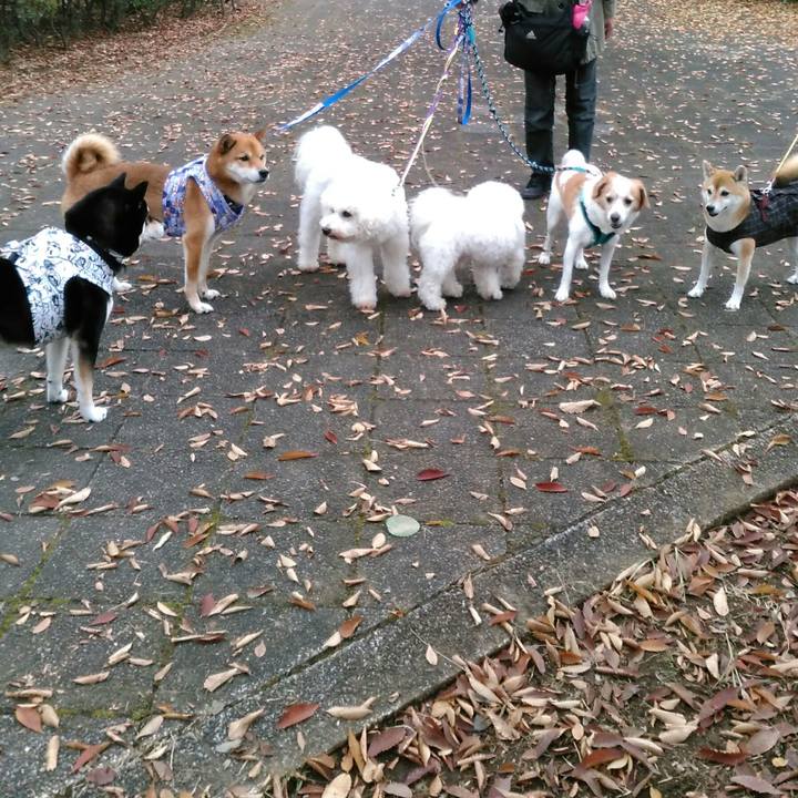 C709e0b0 7732 44ca a318 c862b6c792cf 1510103545894