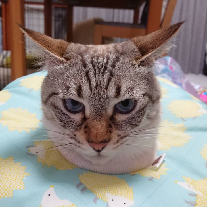 C70a2a26 483c 42fe afcc e626d0f174d0 1562587081912