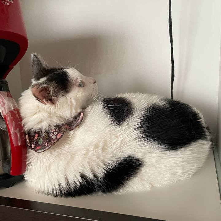 C70d176f 55c3 4d0a 8807 7df0d836ed19 1686385028709