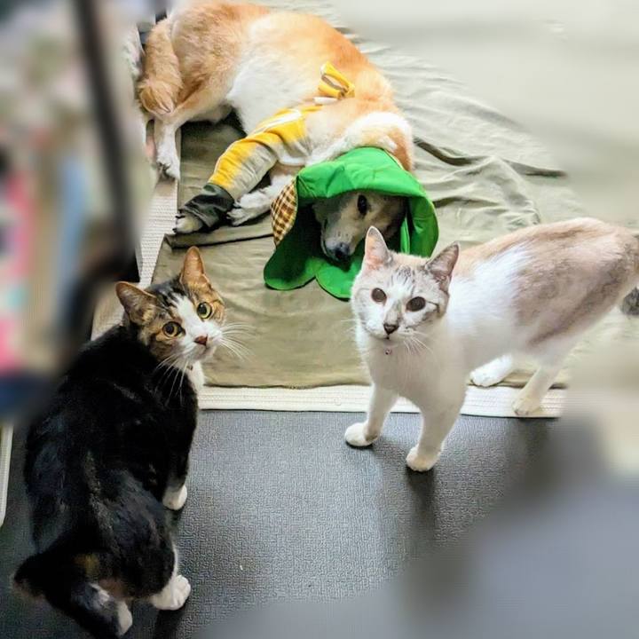 C70e26db ea83 490a 935a 1fa1cae78a96 1690423033243