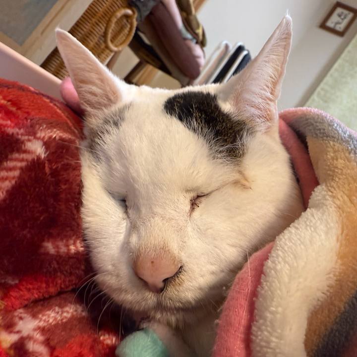 C70e3eb2 1008 4738 9b59 9dd26a5baed8 1769726021089