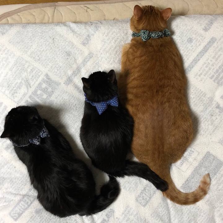 C70f5048 5f23 4ad0 b4ea d0cfe01bcbaa 1555157287475