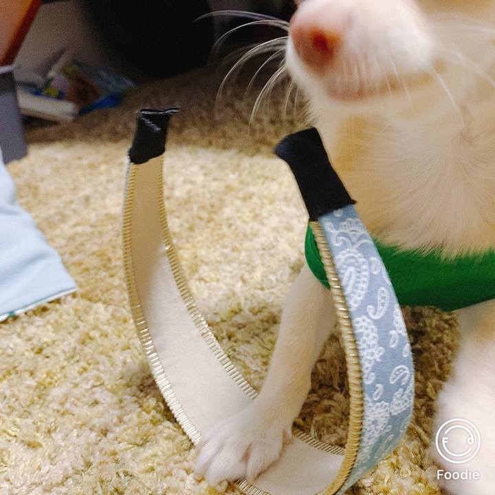 C7106d18 d413 4728 aa2a e327d4615d42 1599206904853