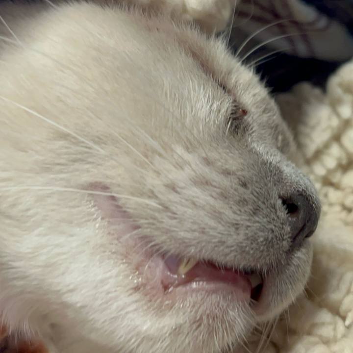 C710ddaa db5e 4f6e a99a cc7e3887d165 1739102668623