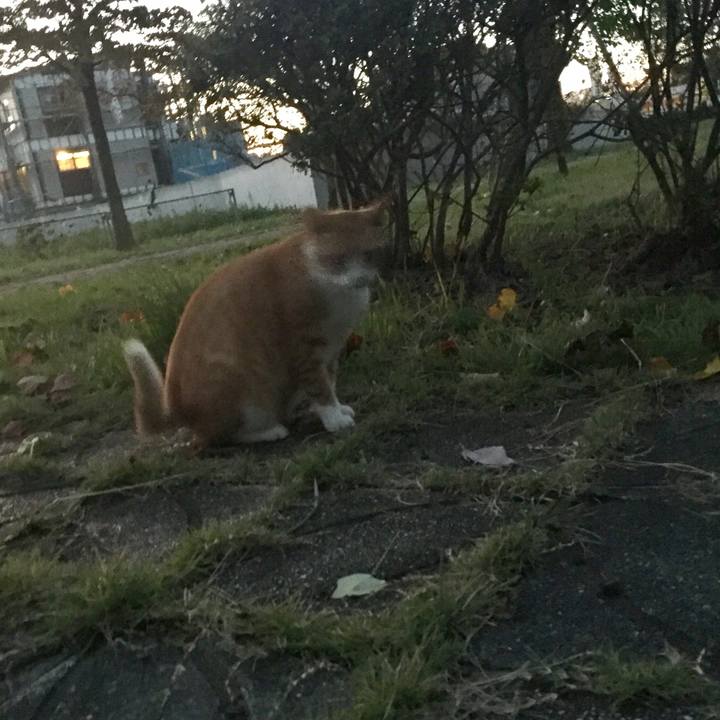 C710ea1f dffc 437b 9c15 b59e321a39d6 1508769172748