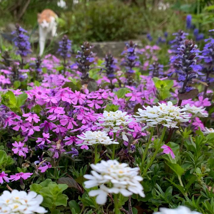 C7110016 79f1 43df 8001 daab62cd1763 1588502431718