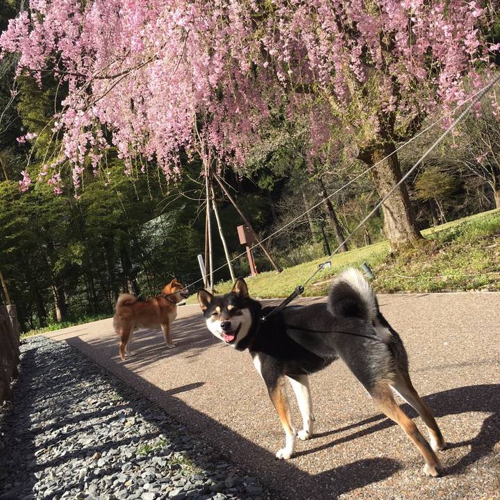 C7142b8d c517 4b60 b6d8 6bfe9c778eb5 1555990197287