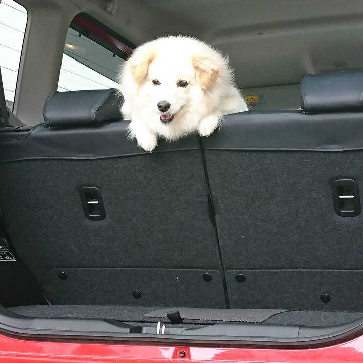 C7166c53 e795 45a0 8e8f 22f4a03bcc9c 1523938696848