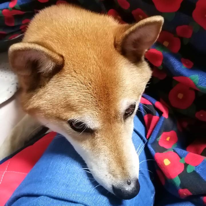 C7174999 dc51 479f 85f9 ce3613aff485 1604318604390