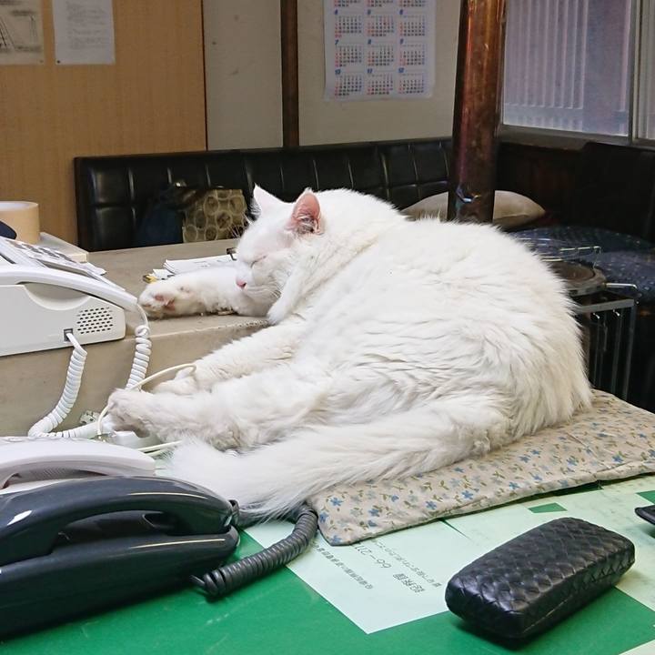 C7174ae2 8d97 4c70 80d4 b6f9dd0c80f1 1535322382045