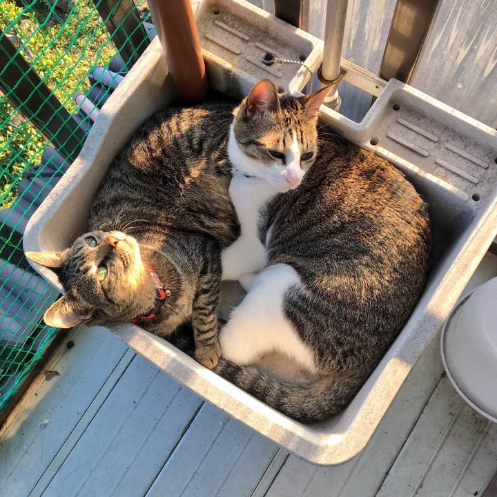 C71c90c2 f376 4b5a 90d2 18612fd8dc2a 1509627772965