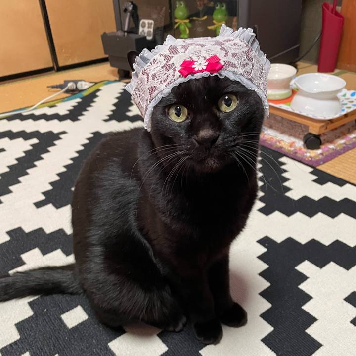 C71e7e61 02e3 461c 8d65 a4f29adee6f9 1765332798044