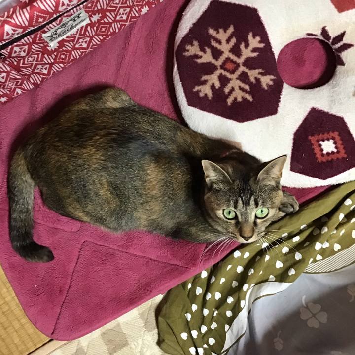 C72013f9 deb4 4631 8b92 8bff5044a310 1606980921717