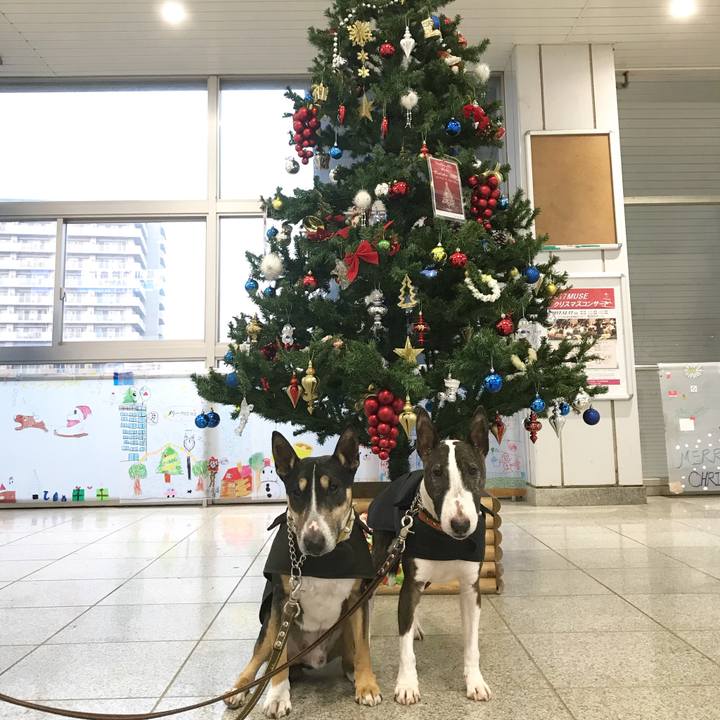 C729cbf8 421a 48b0 bd26 62045b961782 1513410990602