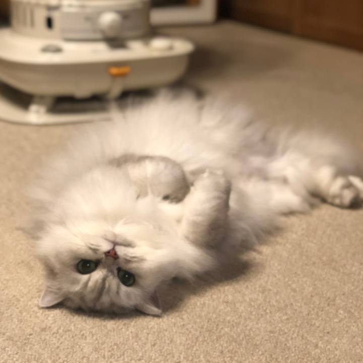 C72a2851 963f 46c6 962a c68789552887 1617328759509