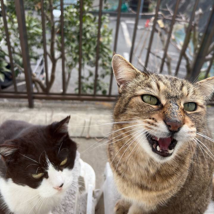 C72d3482 0a99 44f7 9a8b d4fa362a6b67 1774161893522