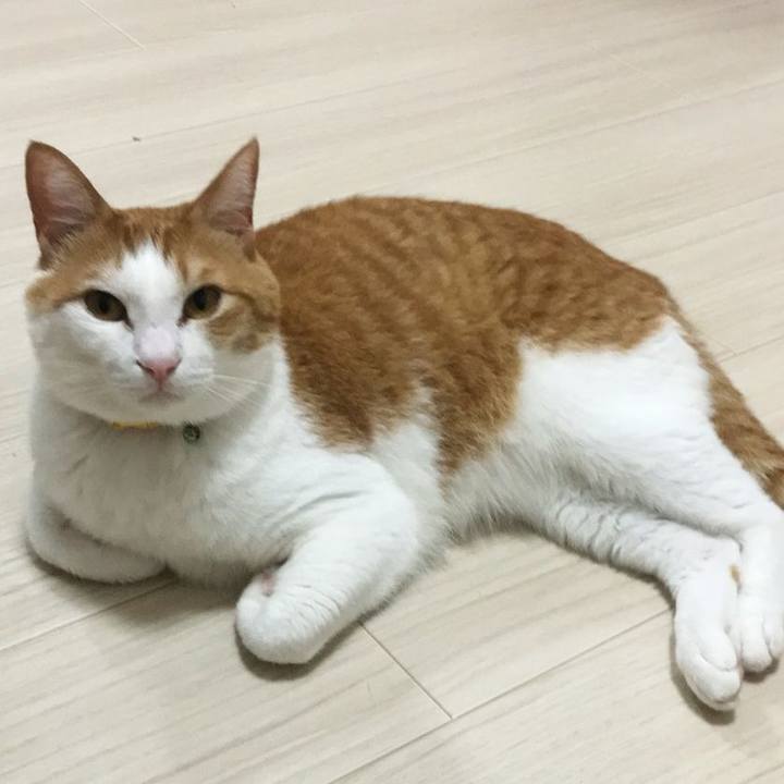 C730fd33 104b 43dc 87c5 734b90cff68e 1529374416295