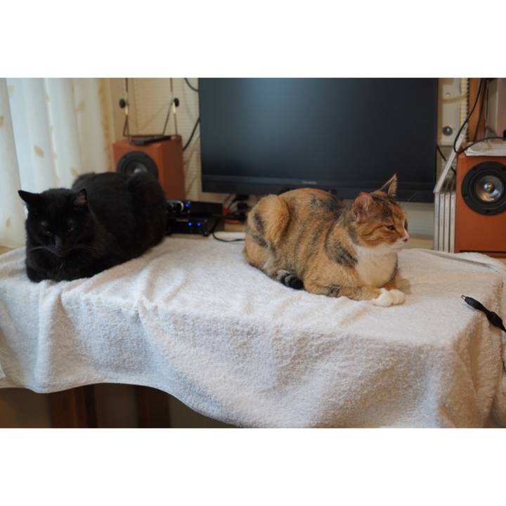 C7310481 1dd6 40f7 b329 d3d175690951 1625406357619