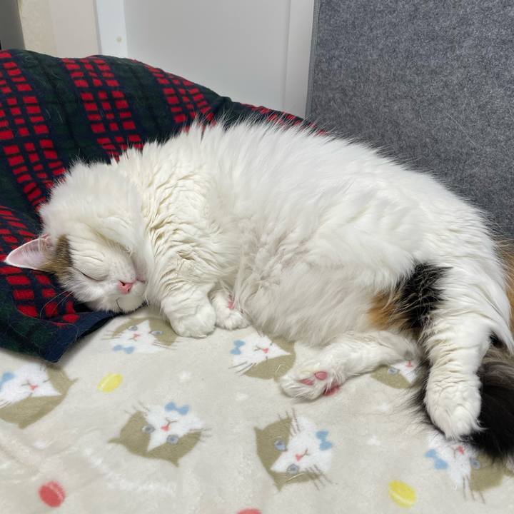 C7310a0f 339e 4f83 9044 b5c727c2cde6 1770952918104