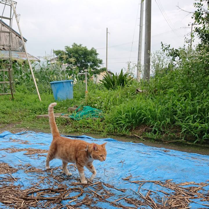 C734b9e5 0afa 4de0 94b3 81e8f699e44e 1595324332031