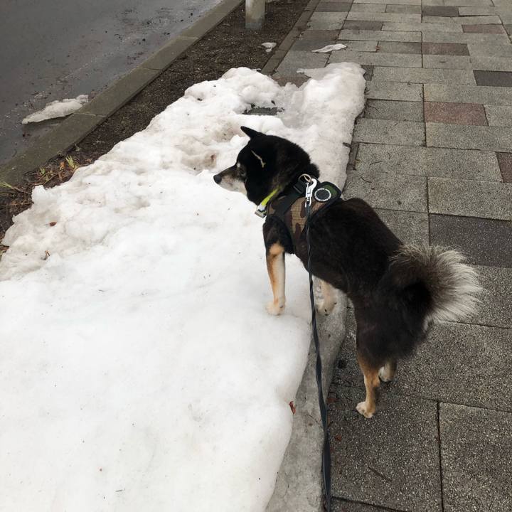 C736c9ce ba2f 471e bce7 55ad71c6f1c3 1616319378980