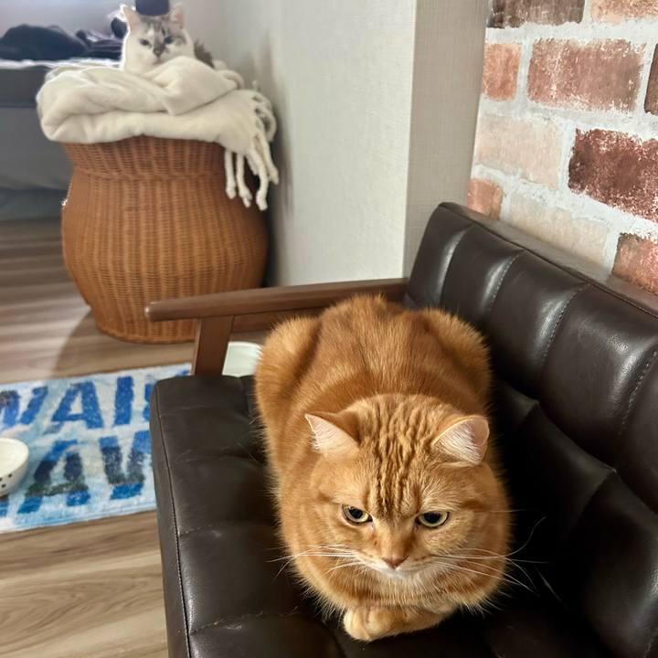 C73a4ea8 bcd8 4bb6 912d 9aacaab2c36a 1730851011954