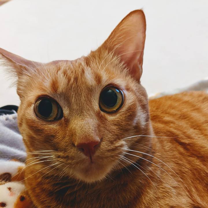 C73c3872 0298 43d9 b35a b45a82cecebe 1640177584636