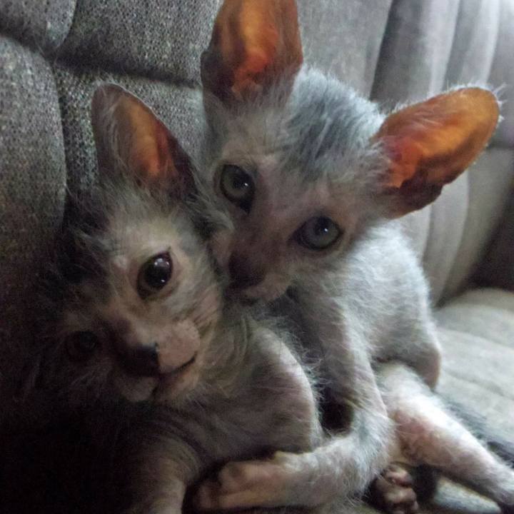 C73cf1fc f0bc 4f63 84a8 53aff46c15e0 1508114927755