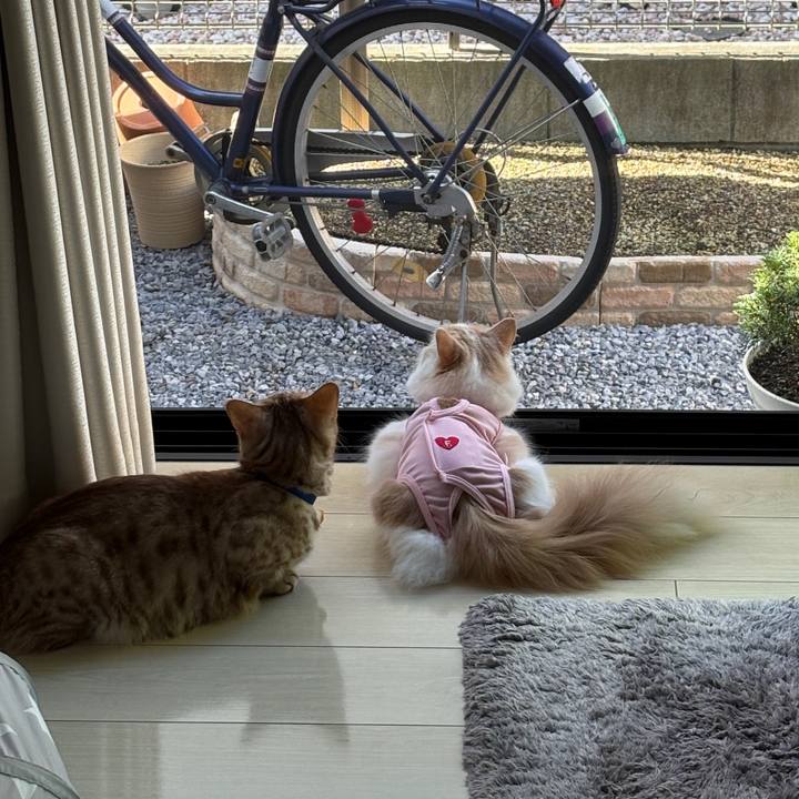 C74115b4 ef2c 4bee 81a6 a0cfc6e77931 1758670394830