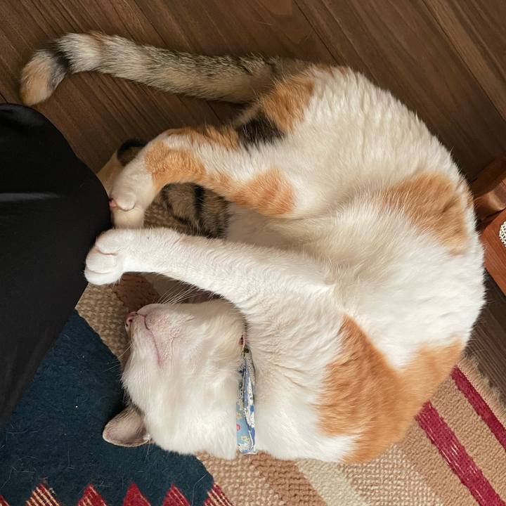 C74119b8 1a9e 4e32 becd fb21ab81401a 1722160267311