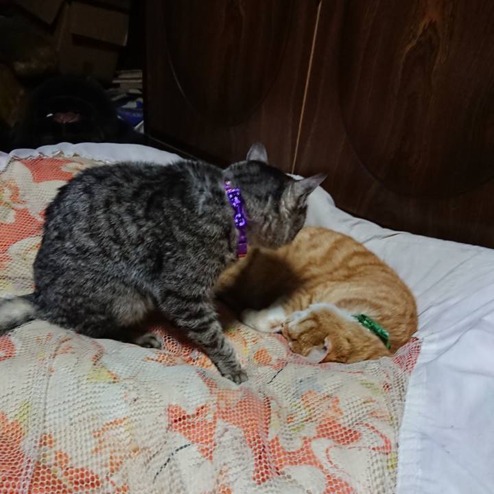 C744c4ce 8310 4915 ac70 5a9f90153f6a 1584880944319