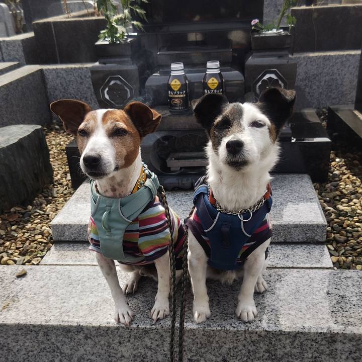 C74508c8 5744 4692 8453 6441833a548d 1774170314817