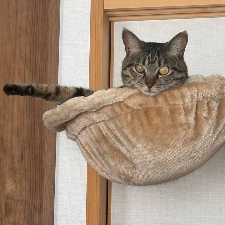 C746eda9 5a09 49b4 bf69 e347fa5aba52 1767066090698