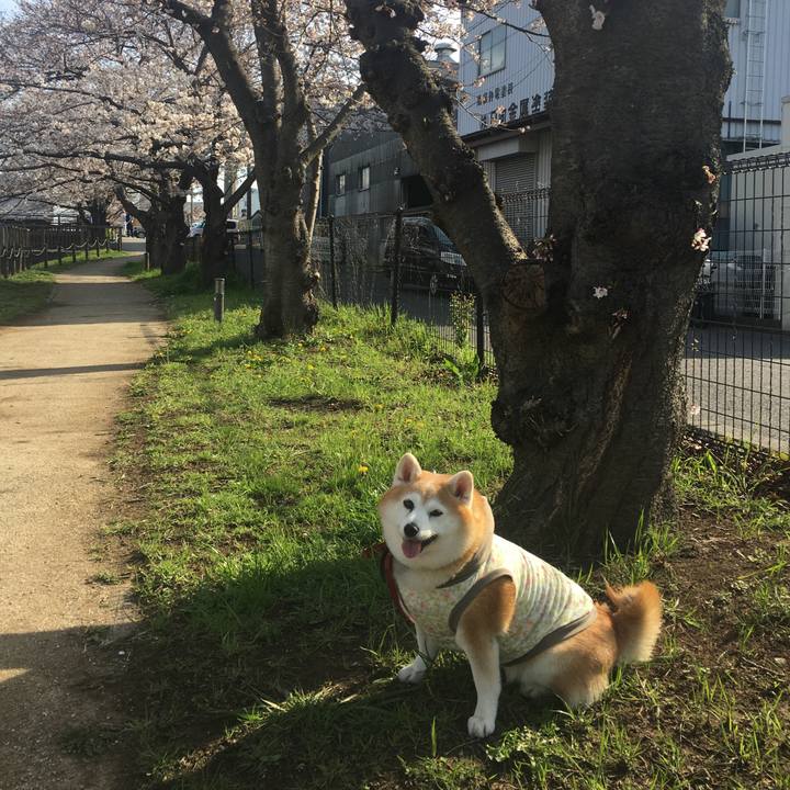 C749b5d2 6fe6 41f1 a051 e4fe6c96b09a 1616575828620