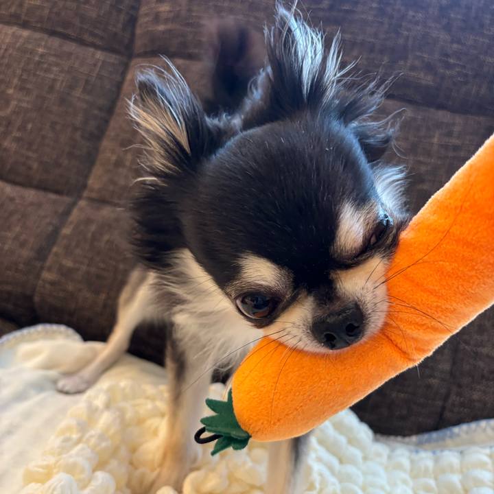 C74ceb7f e0e1 455c ad71 0984b248ee89 1727106647042