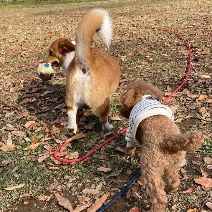 C74dbc3e 31fb 4f45 83ca 41740c736865 1638672398648