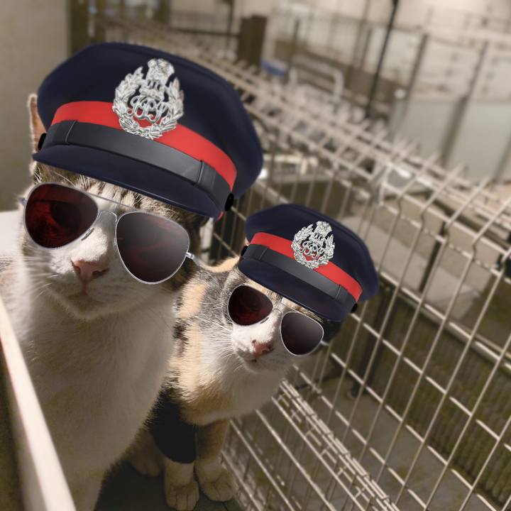 C74de6d1 a81a 470e a7da 8a3a5ac0b302 1562683979140