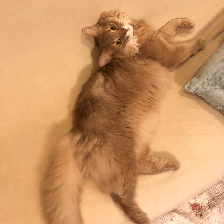 C74f11fc 29c1 4dc5 b86a 3f6b510a53cb 1599366894144