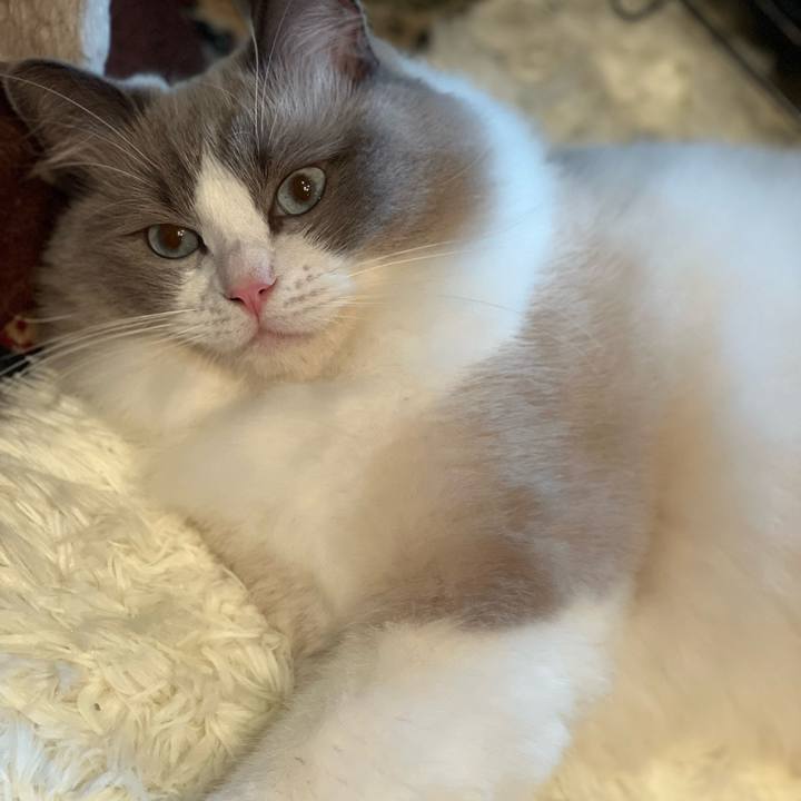 C74f3b4d dd83 4fe9 9f11 5860e22c846c 1658450142641