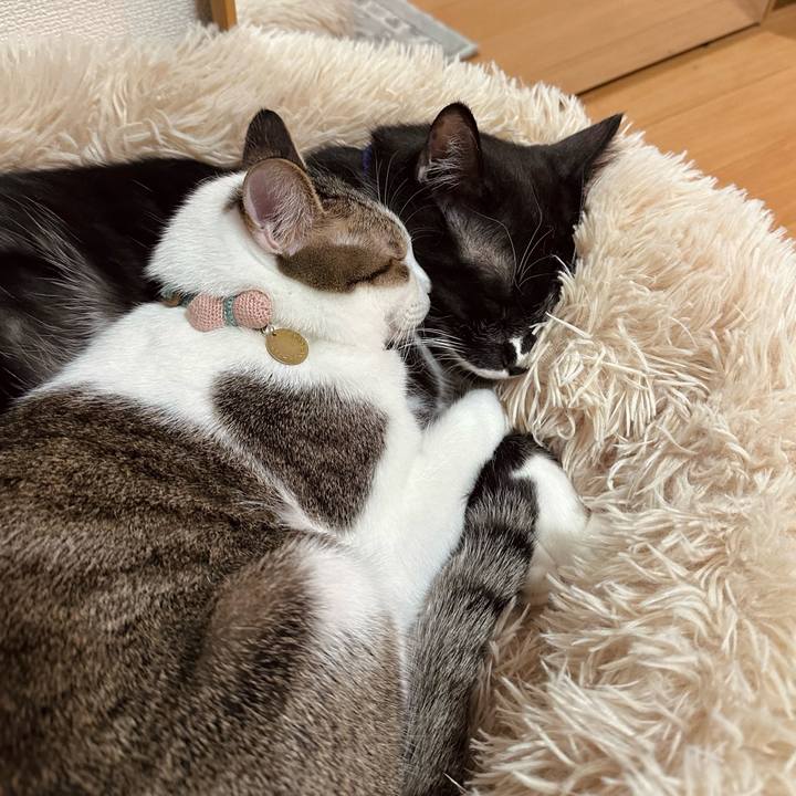 C74f4d41 4625 41e3 b9cc abaa6f89d467 1769420609416