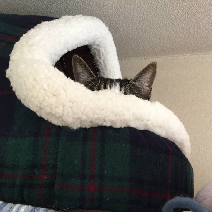 C74fc74f b7b2 4932 90e7 b6e2535787e4 1514009243915