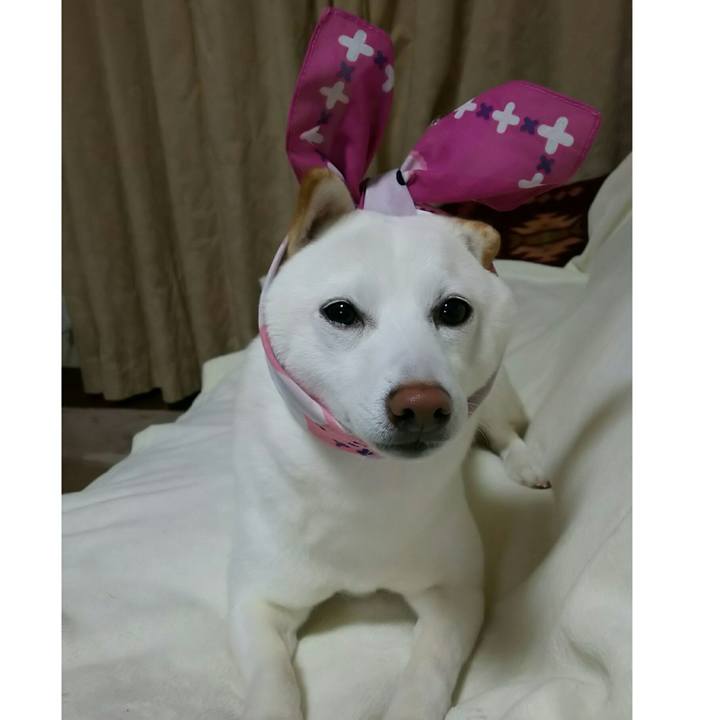 C75020ac 51f4 478b b7a6 e8bad34287d6 1518524030678