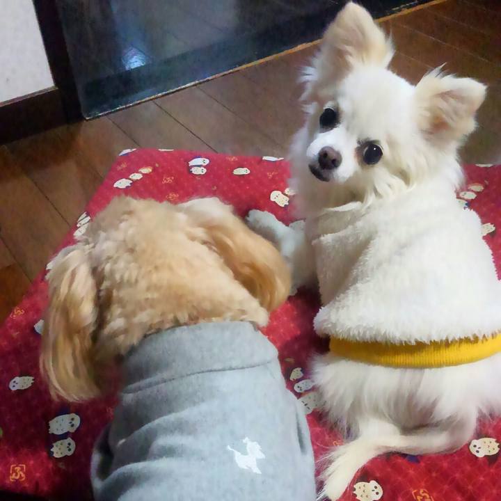 C75a5515 44a0 4257 8c63 f01ddfe551ed 1512286277249