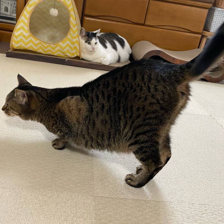 C75d56ce d633 42f3 b7c9 fb1c5253f8b4 1774590367226