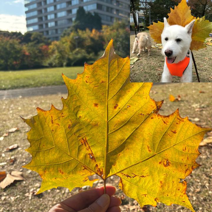 C75e4aaf 1253 49f0 836f 9d3fe059ae8a 1763348460551